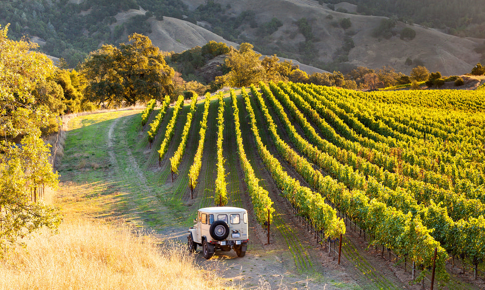 Sonoma County Vineyards